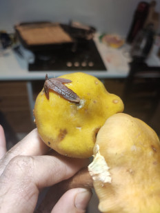 Гриб из Сочи