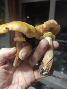 Гриб из Сочи