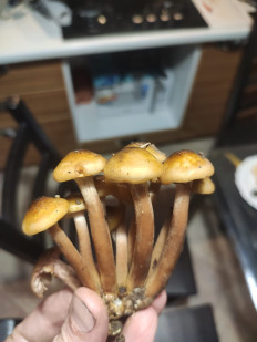 Гриб из Сочи