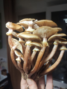 Гриб из Сочи