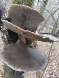 Гриб из Москва