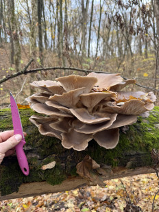 Гриб из Белгород