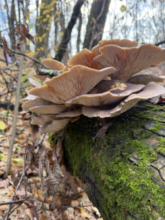 Гриб из Белгород