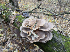 Гриб из Белгород