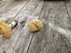 Строфария корончатая