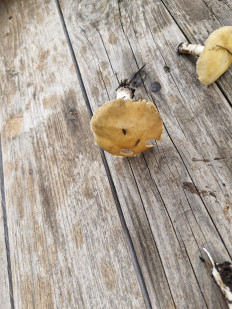 Строфария корончатая