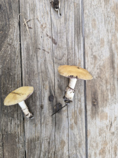 Строфария корончатая