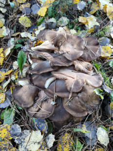 Гриб из Воронеж