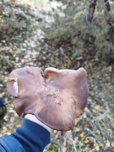 Гриб из Воронеж