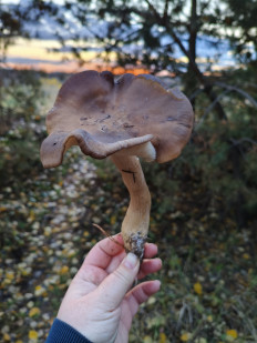 Гриб из Воронеж