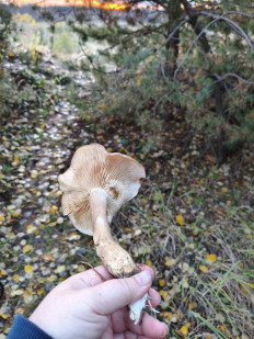 Гриб из Воронеж