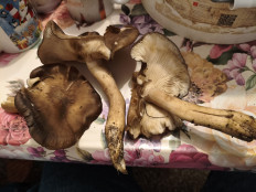 Гриб из Воронеж