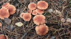 Гриб из Тульская обл