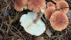 Гриб из Тульская обл