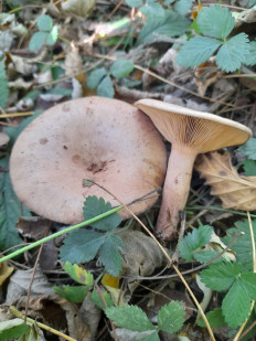 Гриб из Пьемонт, Италия