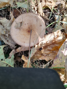 Гриб из Пьемонт, Италия