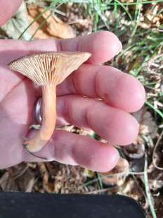 Гриб из Пьемонт, Италия