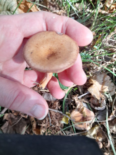 Гриб из Пьемонт, Италия