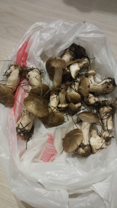 Гриб из пгт. Верховье