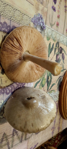 Гриб из Феодосия п Приморский