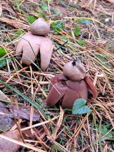 Гриб из Гродно