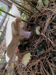 Гриб из Белореченск