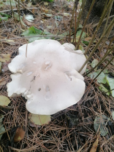 Гриб из Белореченск