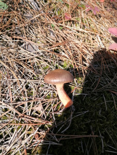 Гриб из Симферополь