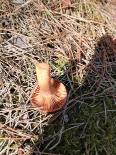 Гриб из Симферополь