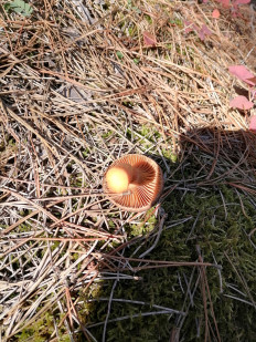 Гриб из Симферополь