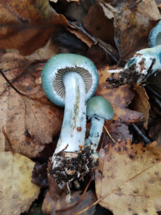 Гриб из Москва