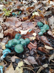 Гриб из Москва