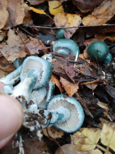 Гриб из Москва