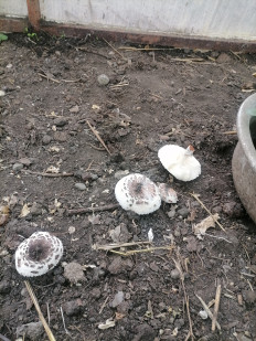 Гриб из Белореченск