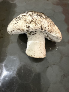 Гриб из Симферополь