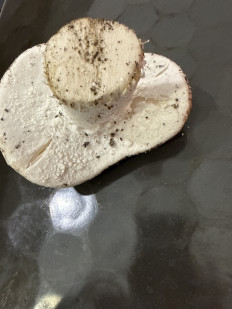 Гриб из Симферополь