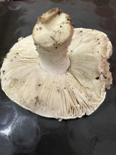 Гриб из Симферополь