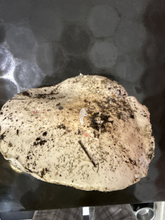 Гриб из Симферополь