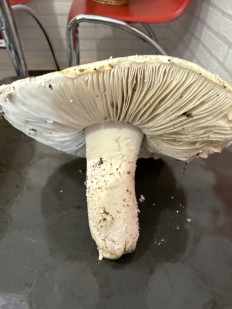 Гриб из Симферополь