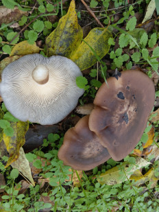 Гриб из Игнатьевский