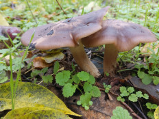 Гриб из Игнатьевский