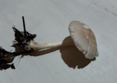 Гриб из Черкассы