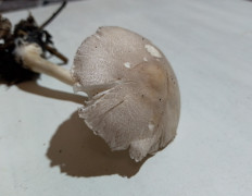 Гриб из Черкассы