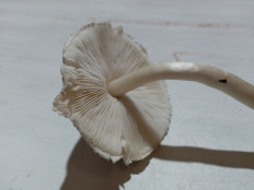 Гриб из Черкассы