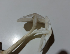 Гриб из Черкассы