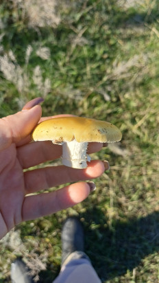 Гриб из Волгоград