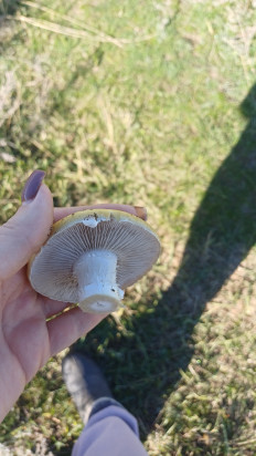 Гриб из Волгоград