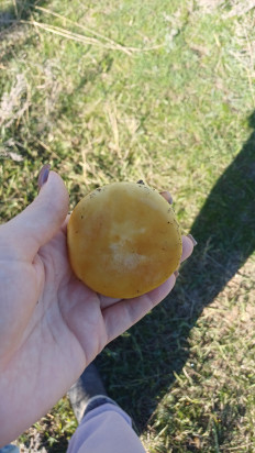 Гриб из Волгоград