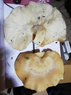 Гриб из Струнино