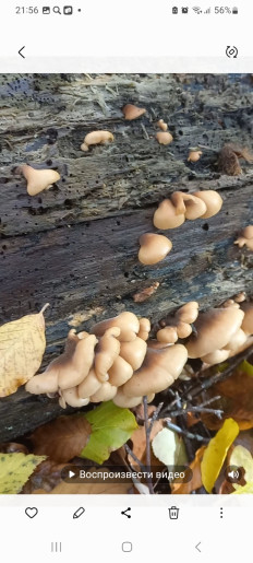 Гриб из г.Ялта